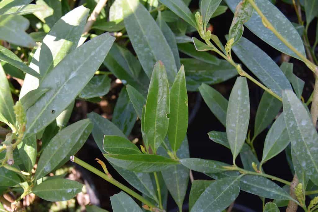 Prunus laurocerasus 'Zabeliana' ---